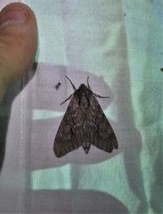 Lapara bombycoides