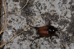 Pachypus candidae