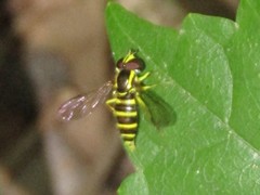 Xanthogramma flavipes