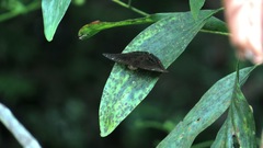 Euthalia adonia pinwilli