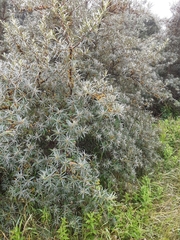 Hippophae rhamnoides