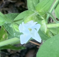 Silene latifolia