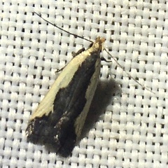 Dichomeris inserrata