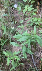 Silene latifolia