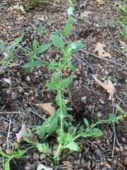 Silene latifolia