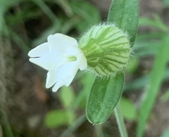 Silene latifolia