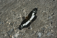 Castilia