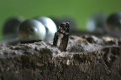 Castilia