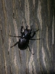 Lucanus placidus