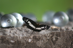 Castilia