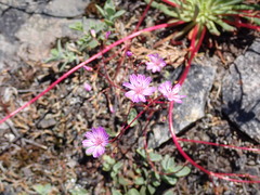 Lewisia columbiana