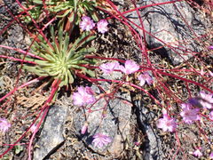 Lewisia columbiana
