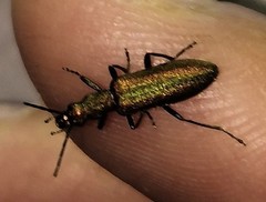 Chrysanthia reitteri