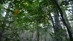 Dromiciops gliroides