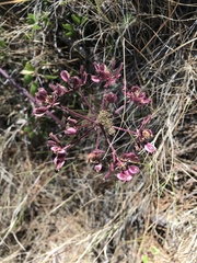 Lomatium parvifolium