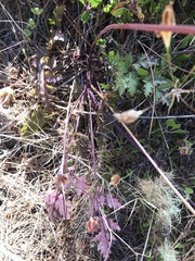 Lomatium parvifolium