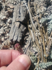 Chaenactis douglasii