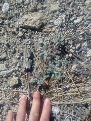 Chaenactis douglasii