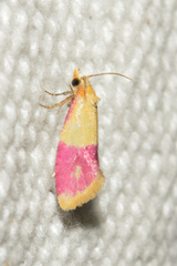 Cochylis rosaria
