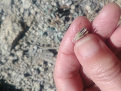 Chaenactis douglasii