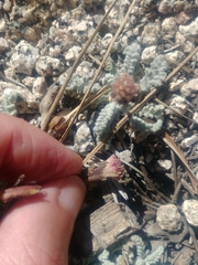 Chaenactis douglasii