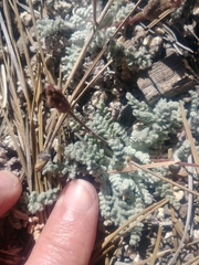 Chaenactis douglasii