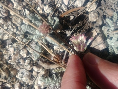 Chaenactis douglasii