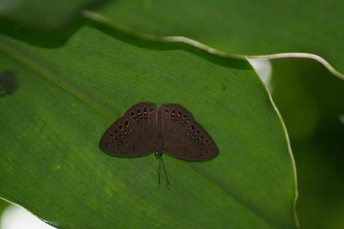 Blind Eurybia