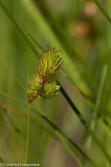 Carex hormathodes