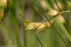 Carex hormathodes