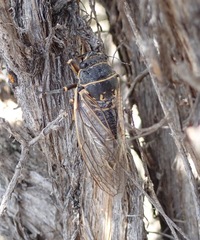 Okanagana fratercula