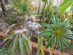 Campylorhynchus brunneicapillus