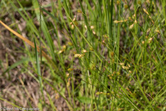Carex hormathodes