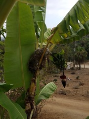 Campylorhynchus brunneicapillus