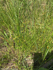 Carex hormathodes