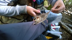 Dromiciops gliroides