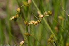 Carex hormathodes