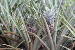Ananas comosus comosus