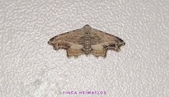Scolecocampinae