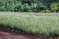 Ananas comosus comosus