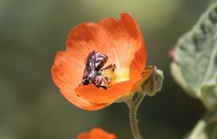 Leiopodus singularis