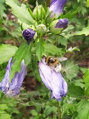 Bombus