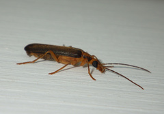 Nacerdes carniolica