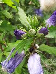 Bombus