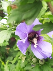 Bombus