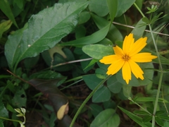 Coreopsis auriculata