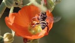 Leiopodus singularis