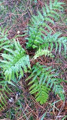 Asplenium appendiculatum appendiculatum