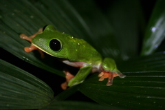 Agalychnis moreletii