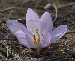 Colchicum bulbocodium versicolor